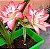 Bulbo Amaryllis Blossum Bingo Brando Com Rosa - Imagem 1