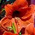 Bulbo Amaryllis Orange Souvereign (Verm.) - Imagem 2