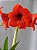 Bulbo Amaryllis Red Knigth (Vermelho) - Imagem 1