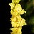 Bulbos Gladíolos Amarelo Palma Santa Rita - 5 Bulbos - Imagem 3