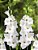 Bulbos Gladíolos White Goddes Palma Santa Rita - 5 Bulbos - Imagem 2