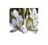 Bulbo Polyanthus Tuberona Branca - Imagem 1