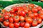 Muda de Tomate Santa Clara - Imagem 2
