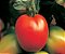 Muda de Tomate Santa Clara - Imagem 1