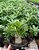 Mudas de rosa do deserto ARABICUM BABY - Imagem 1