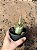 Mudas de rosa do deserto ARABICUM BABY - Imagem 3