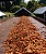 Passeio fazenda de cacau capela velha rota do chocolate - Imagem 3