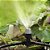 Sistema de Refrigeração, Nebulização Externa, Para Irrigação de Jardim, Com Mangueira de 10 Metros - Imagem 4