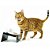 Comedouro Para Gatos Snack Cat - Imagem 8