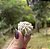 Rosa do Deserto - Imagem 2
