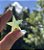 Estrela de Ágata. - Imagem 2