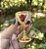 Taça Especial - Imagem 1