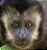 MACACOS - SACOLINHA SANTUÁRIO ASSEAMA - Imagem 1