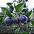 Muda de Guabiju Myrcianthes pungens, a melhor fruta do sudeste (frutifera nativa) - Imagem 1