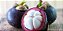 Muda de Mangostim Roxo enxertado - fruta da rainha (Garcinia mangostana) - Imagem 1