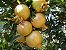 Muda de Roma Amarela das canarias muito rara ( Punica granatum alba ) - Imagem 1