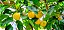 Muda Frutifera de Mangostao Amarelo (Cratoxylum cochinchinense) - Imagem 2
