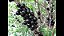 Jabuticaba Olho De Boi Ponhema (Plinia oblongata ou Plinia cauliflora - Imagem 2