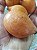 Muda De Achachairu Boliviano (Garcinia humilis) Frutos Muito Saborosos - Imagem 2