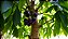 Muda De Mangostin Roxo Produzindo (Mudas Velhas) Garcinia mangostana - Imagem 6