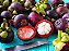 Muda De Mangostin Roxo Produzindo (Mudas Velhas) Garcinia mangostana - Imagem 1