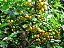 Muda Bacupari mirim (Garcinia brasiliensis) Produzindo 1,5 MT - Imagem 2