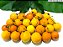 Muda Bacupari mirim (Garcinia brasiliensis) Produzindo 1,5 MT - Imagem 1