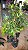 MUDA DE CAMBUCA (JABUTICABA AMARELA) Plinia edulis 1,5 MT - Imagem 1