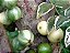 Jabuticabeira Variegata Olho de Boi Paulista enxertada Mudas Novas - Imagem 1