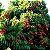 Muda Frutifera Clonada Lichia Bengal (Alporque) Produzindo - Imagem 2