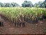 Muda Frutifera Clonada Lichia Bengal (Alporque) Produzindo - Imagem 3