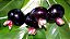 muda Frutiferas Cereja Preta (Grumixama) cereja brasileira muito doce - Imagem 4