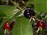 muda Frutiferas Cereja Preta (Grumixama) cereja brasileira muito doce - Imagem 1