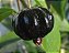 Pitanga Preta (Eugenia sulcata) muito doce e saborosa, excelente para vaso - Imagem 1