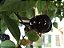 Pitanga Preta (Eugenia sulcata) muito doce e saborosa, excelente para vaso - Imagem 4