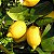 Muda Enxertada De Limão Siciliano ALGUNS JA ESTAO COM FLORES - Imagem 2