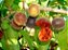 Muda Frutifera Dovyalis Doce produzindo, exclente para vaso - Imagem 2