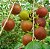 Muda Frutifera Dovyalis Doce produzindo, exclente para vaso - Imagem 1