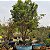 Árvore de jabuticaba sabará Rajada produzindo muito 4 mts ( Myrciaria cauliflora ) - Imagem 1