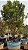 Árvore de jabuticaba sabará Rajada produzindo muito 4 mts ( Myrciaria cauliflora ) - Imagem 4