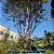 Árvore de jabuticaba sabará Rajada produzindo muito 4 mts ( Myrciaria cauliflora ) - Imagem 2