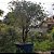Arvore de jabuticaba (jabuticabeira) hibrida produzindo muito - Imagem 2