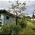 Arvore de jabuticaba - jabuticabeira -sabará produzindo - Imagem 1
