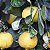 Muda Limão Doce Enxertado Logo Produz mousami - Imagem 1