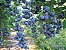 Muda De Mirtilo  (Blueberry) Produzindo excelente antioxidante - Imagem 4