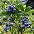 Muda De Mirtilo  (Blueberry) Produzindo excelente antioxidante - Imagem 3