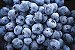 Muda De Mirtilo  (Blueberry) Produzindo excelente antioxidante - Imagem 2