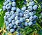 Muda De Mirtilo  (Blueberry) Produzindo excelente antioxidante - Imagem 9