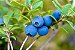 Muda De Mirtilo  (Blueberry) Produzindo excelente antioxidante - Imagem 8