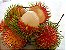 Muda De Rambutã / Rambutan rarissimo, saboroso  e muito exotico - Imagem 5